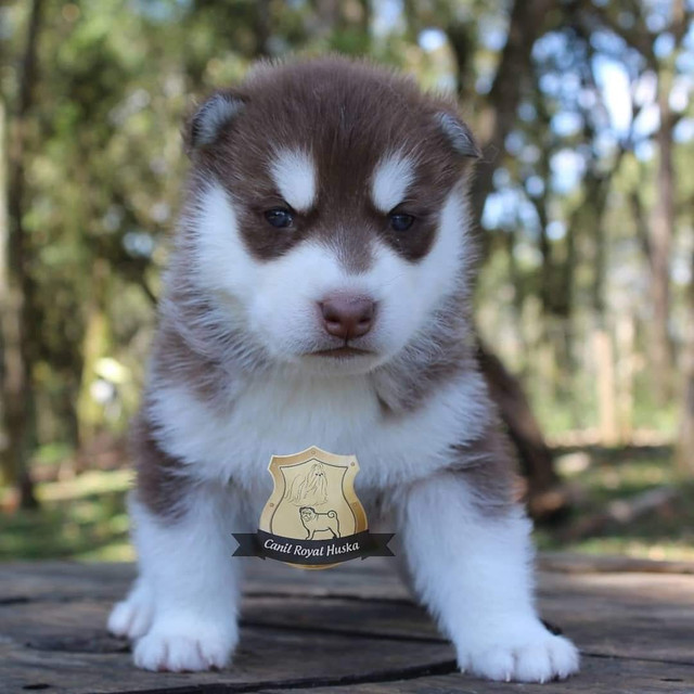 Magnífico Machinho de Husky Siberiano