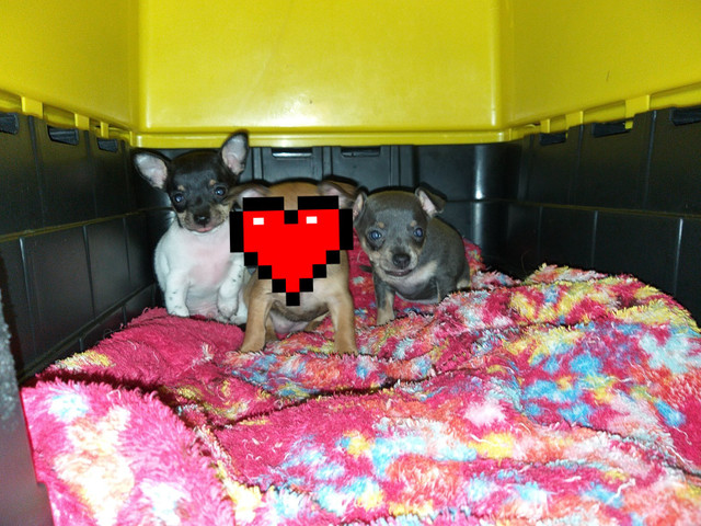 Pinscher Zero ÚLTIMO CASAL disponível - Foto 2