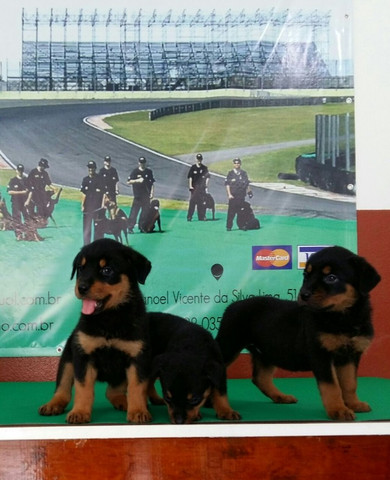 Cão Ideal Para Sua Segurança E De Sua Família Chame Canil Império E Garanta Seu Rottweiler - Foto 2