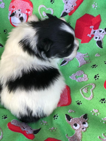 Filhotes de Lulu da Pomerânia - Foto 5