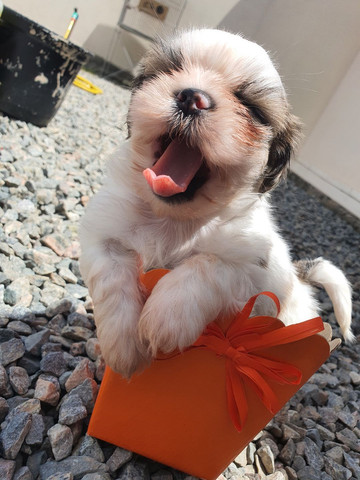 Filhotes de Shih-tzu padrão micro