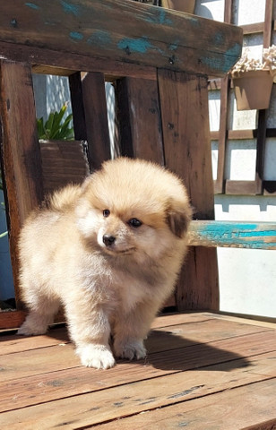 Lulu da pomerania