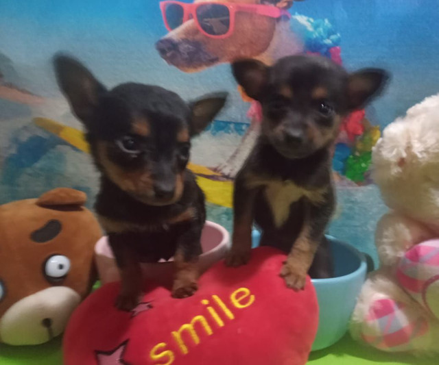 Pinscher 00 macho - Lindos