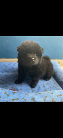 Vendo filhote de Chow Chow