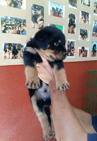 Companhia Guarda E Segurança Rottweiler Porte Grande Alemão É Aqui - Foto 3