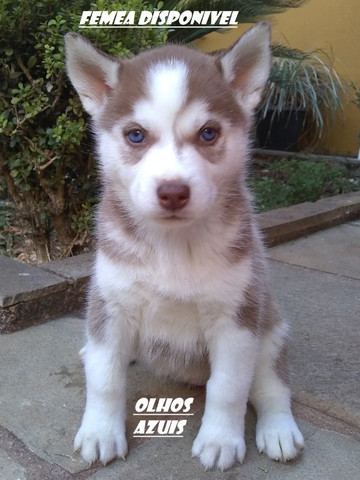 Canil De Husky Siberiano Em Ribeirao Preto Husky Siberiano Machos E Femeas Otimos Precos Cachorros E Acessorios Centro Ribeirao Preto 802183953 Olx