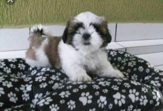 Shihtzu a felicidade que vc procura