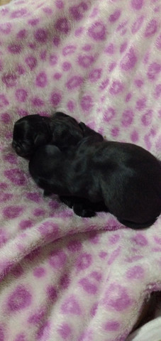 Filhote de Pug Black