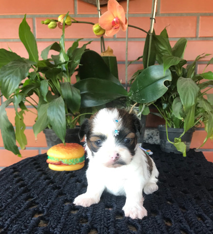Lindos filhotes Shih Tzu (Shitzu)