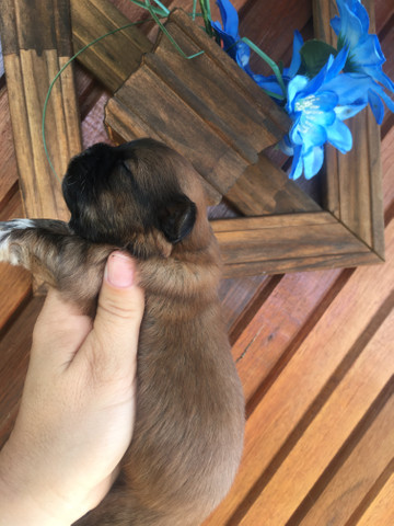 Shih tzu dourado !!! - Foto 3