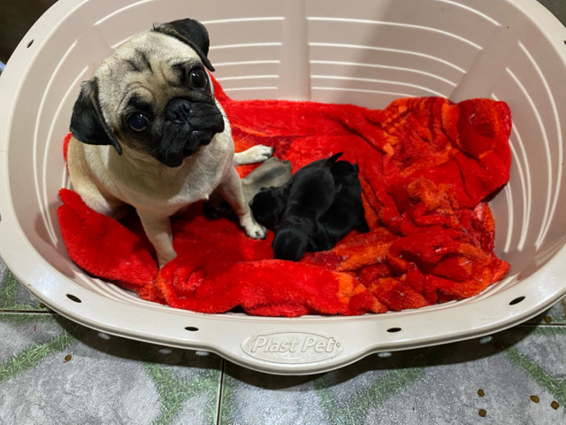 Filhotes de Pug Fêmea e Machos