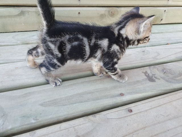 Filhotes de gato bengal - Foto 4