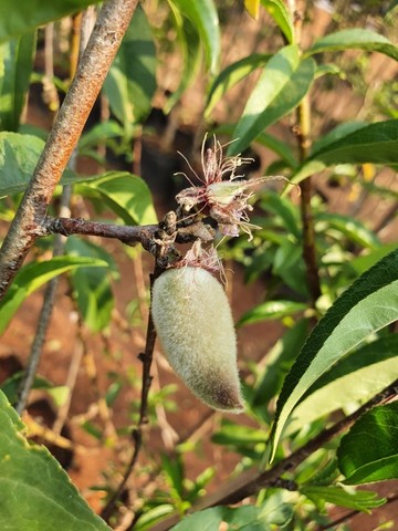 Frutíferas diversas produzindo - Foto 6