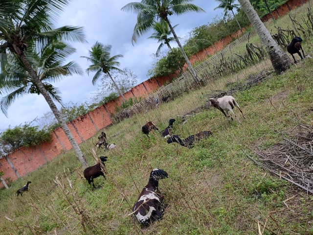 Vendo carneiro e ovelhas com filhotes e perto de pari