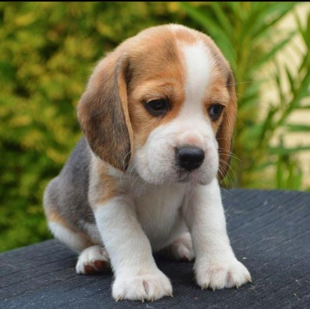 Beagle filhotes disponíveis