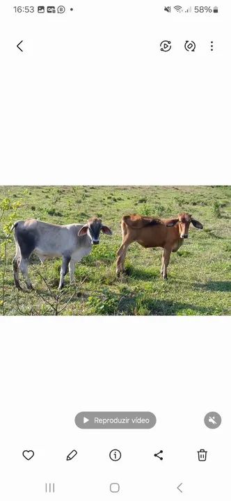 Vendo 6 macho 3 fêmea zap *  - Foto 5