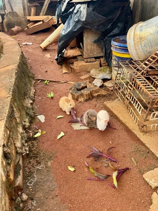 mini coelho anão filhote - Foto 5