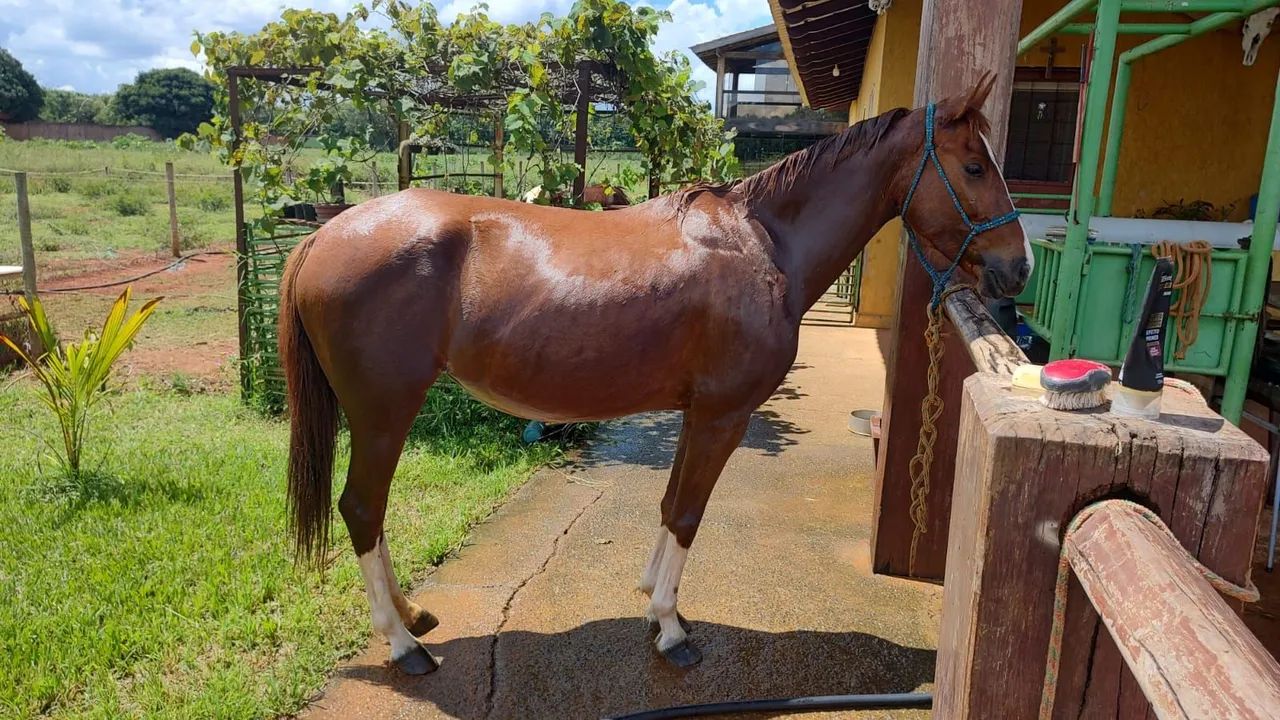 Égua treinada para salto - Foto 4