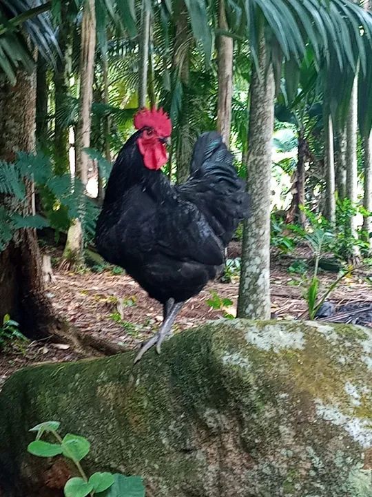 Gigante Negro de Jersey - Foto 2