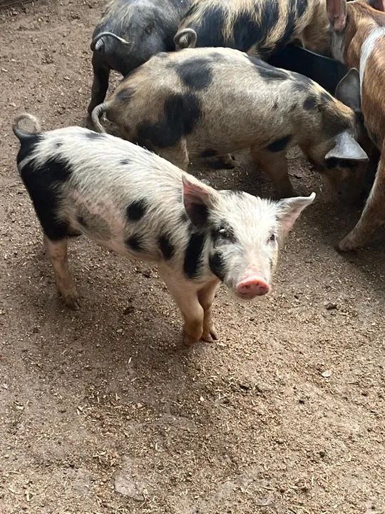 Filhotes de porco leitão $20k - Foto 3