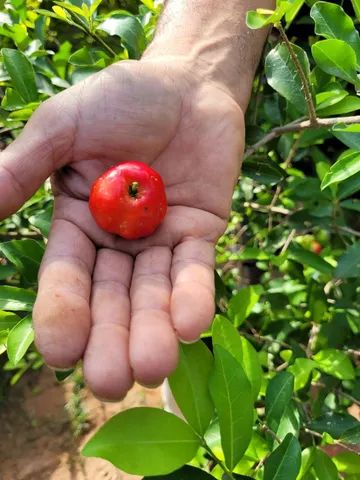 Mudas frutíferas enxertadas produzindo - Foto 3