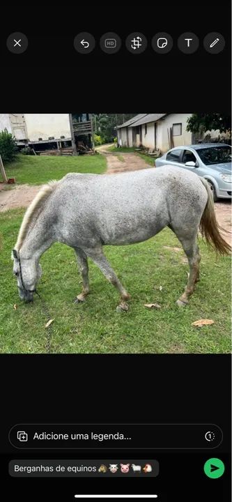 Vendo ou troco Égua boa de mais 