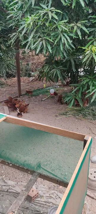 Vendo lote de frangas embrapas 051