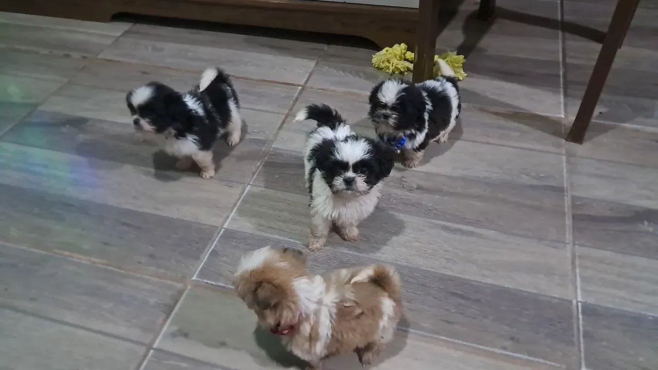4 Filhotes de Shih Tzu