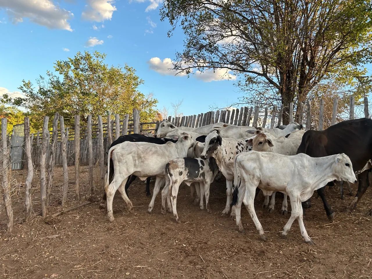 Bezerrada de qualidade 