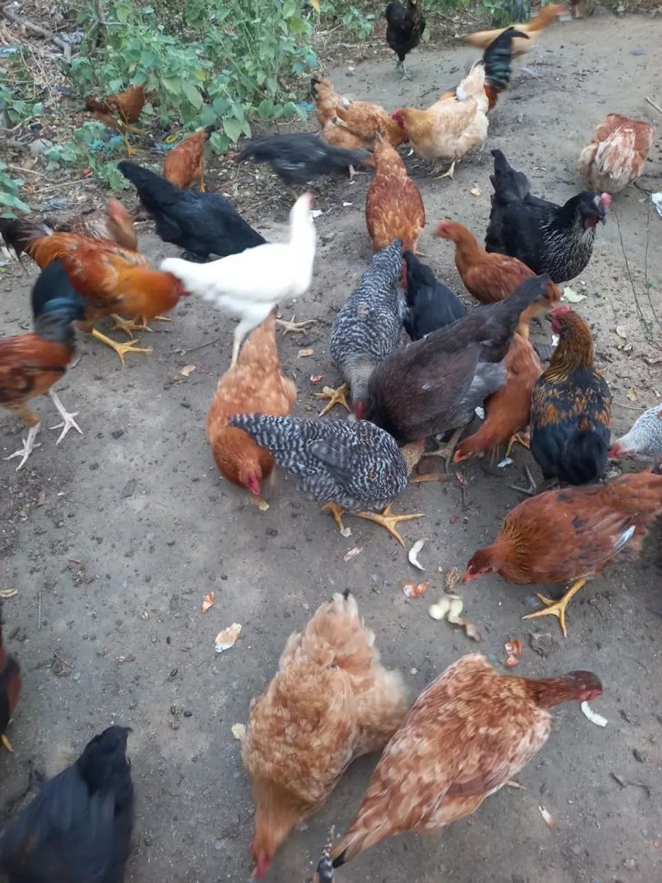Galinhas Embrapa051 pra vender logo 