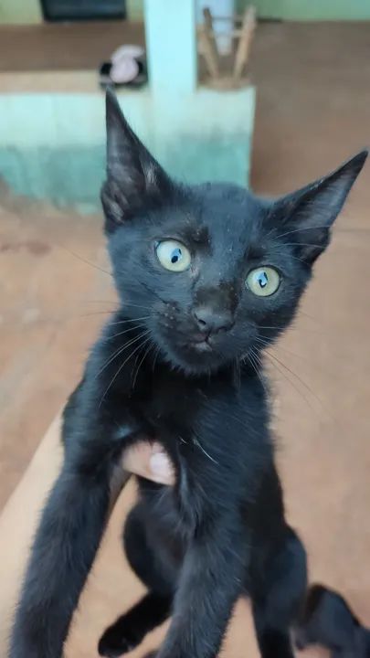 Gatinhas fêmeas para doação 