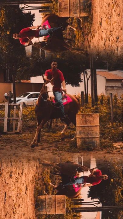 Cavalo quarto de milha para venda! 