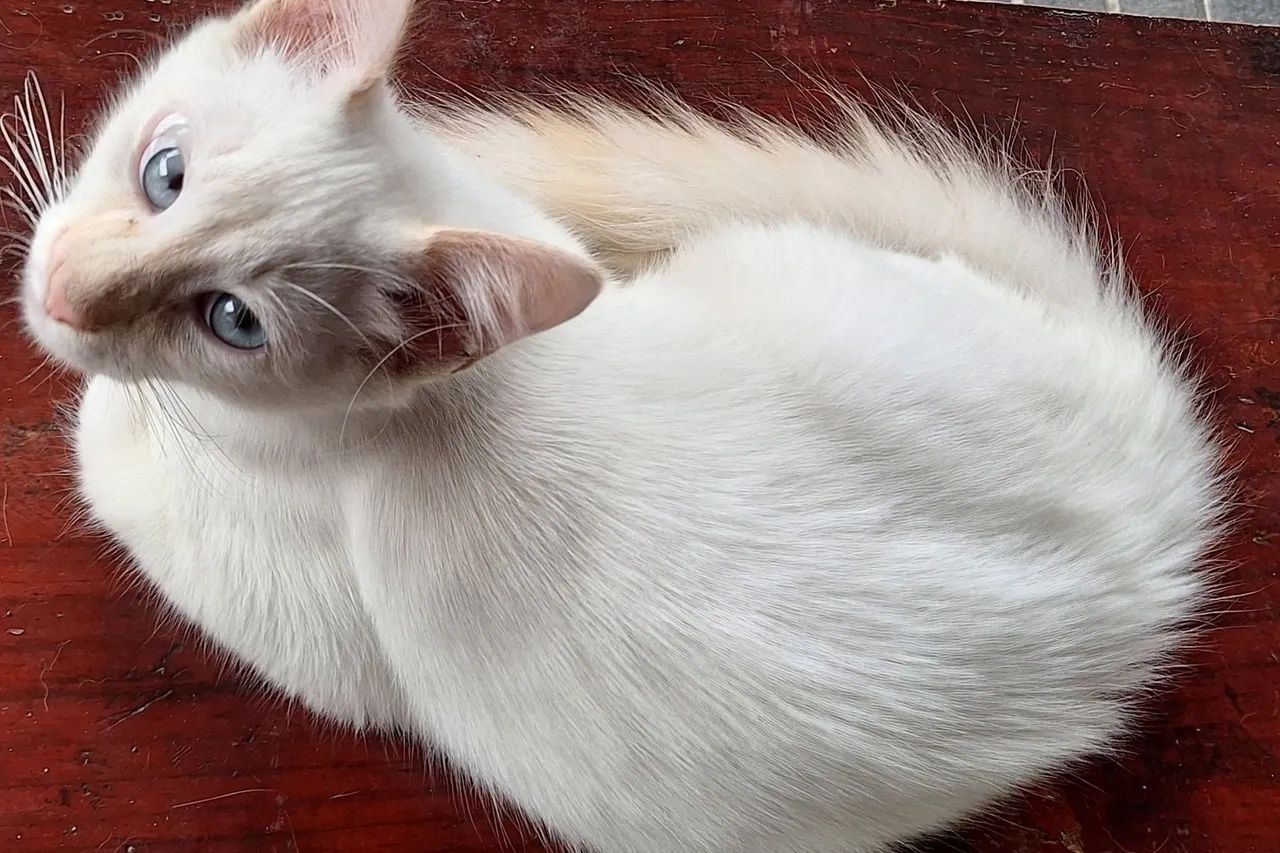 Gato macho branco lindo - Foto 3