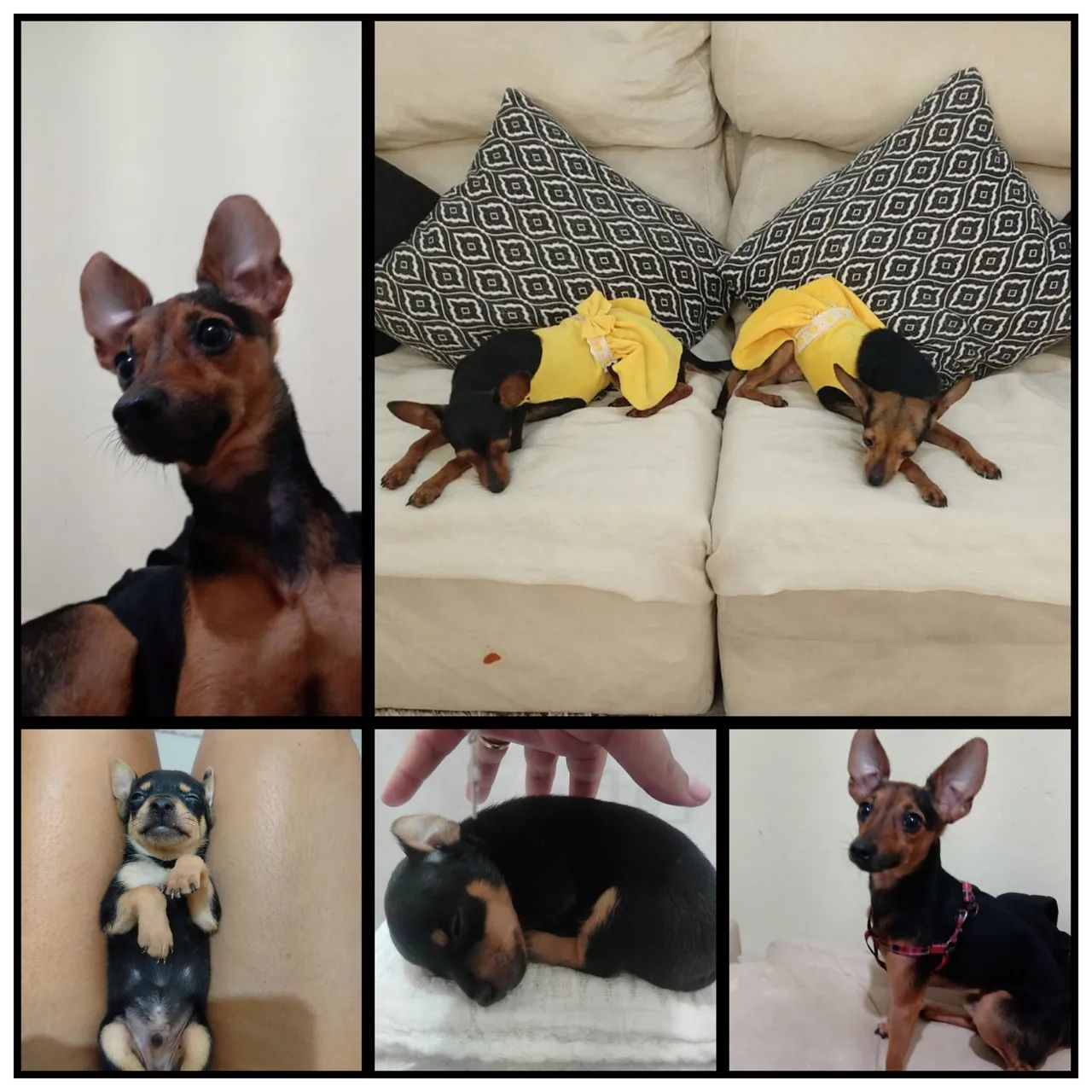 Filhotes de Pinscher Miniatura