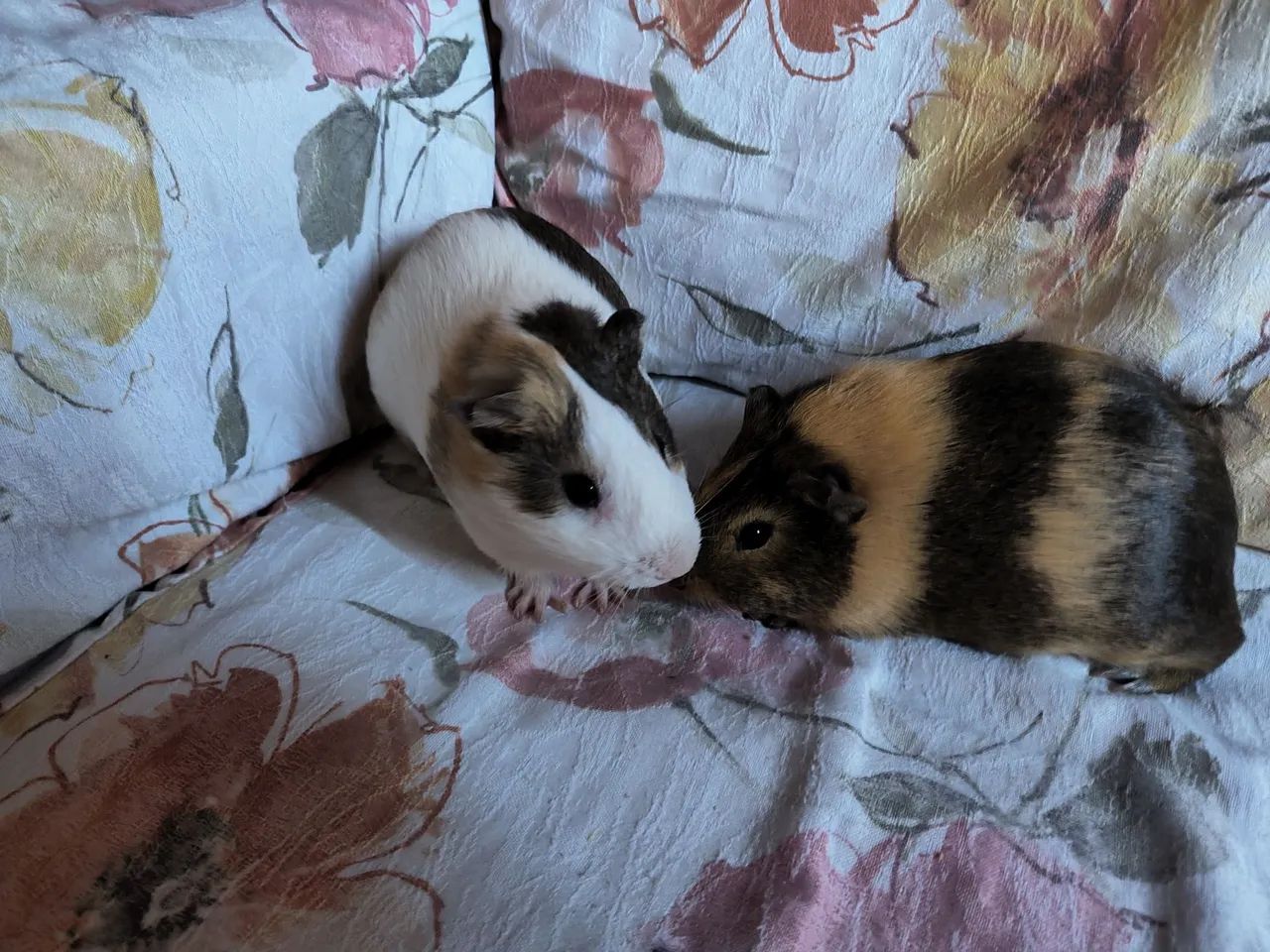 Dois porquinhos da índia machos fofinhos para adoção - Foto 2