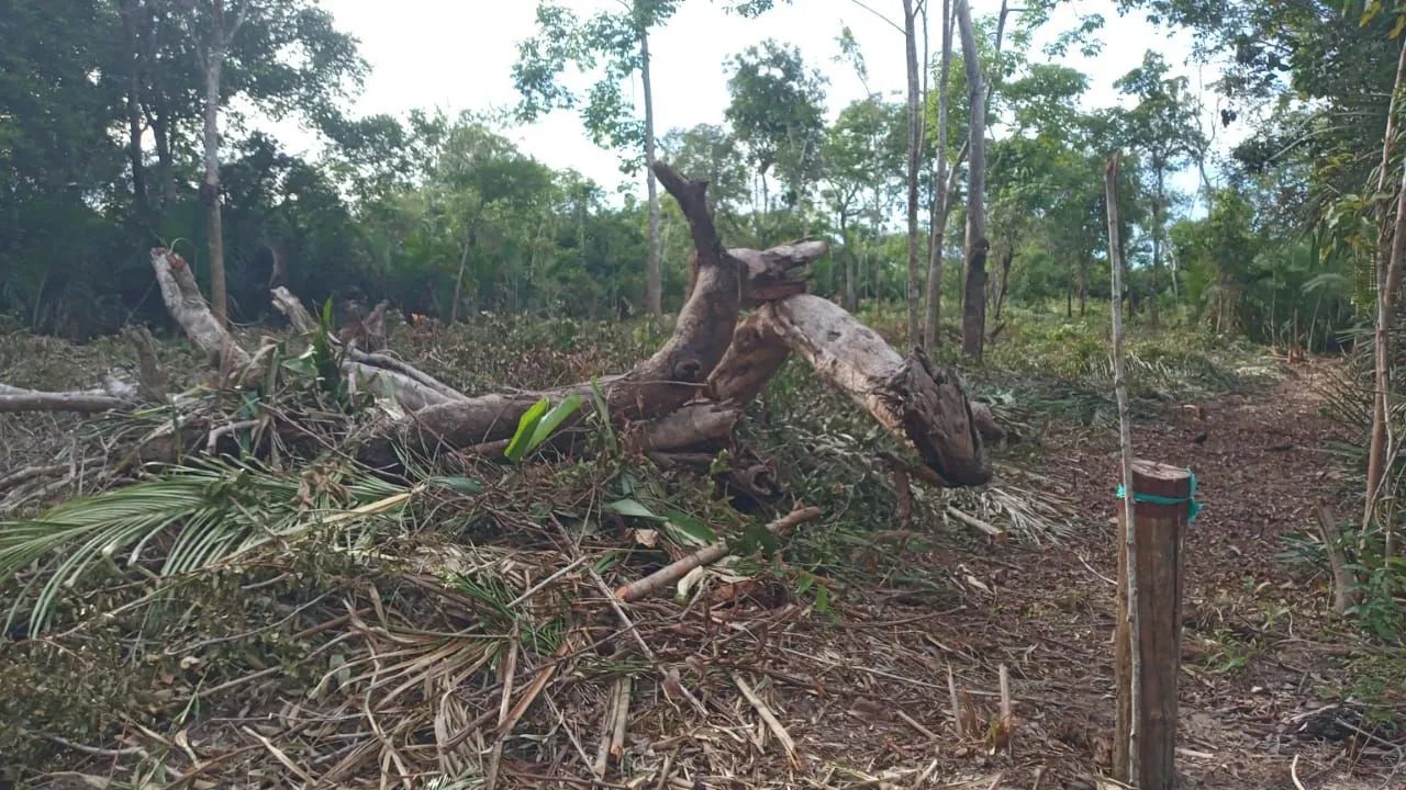 Limpeza de terrenos  - Foto 2