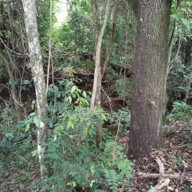 Chácara Em Caldazinha - Foto 5