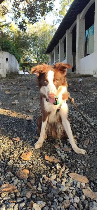 Pet sitter - Foto 4
