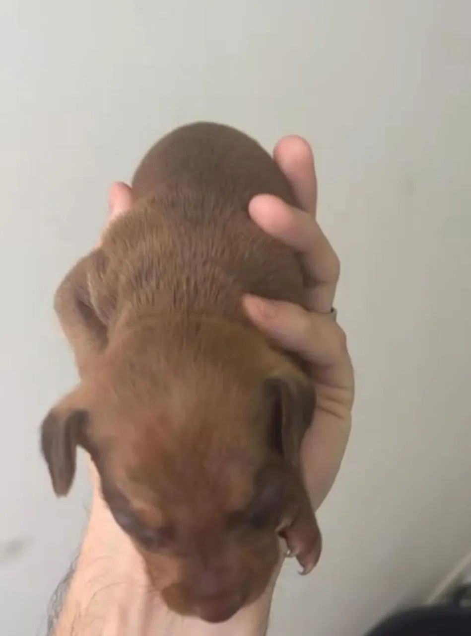 Pinscher Macho - Foto 3