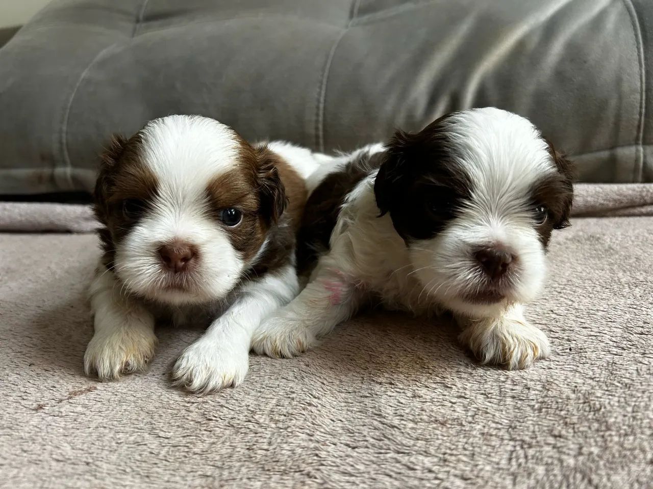  filhotes Shih Tzu