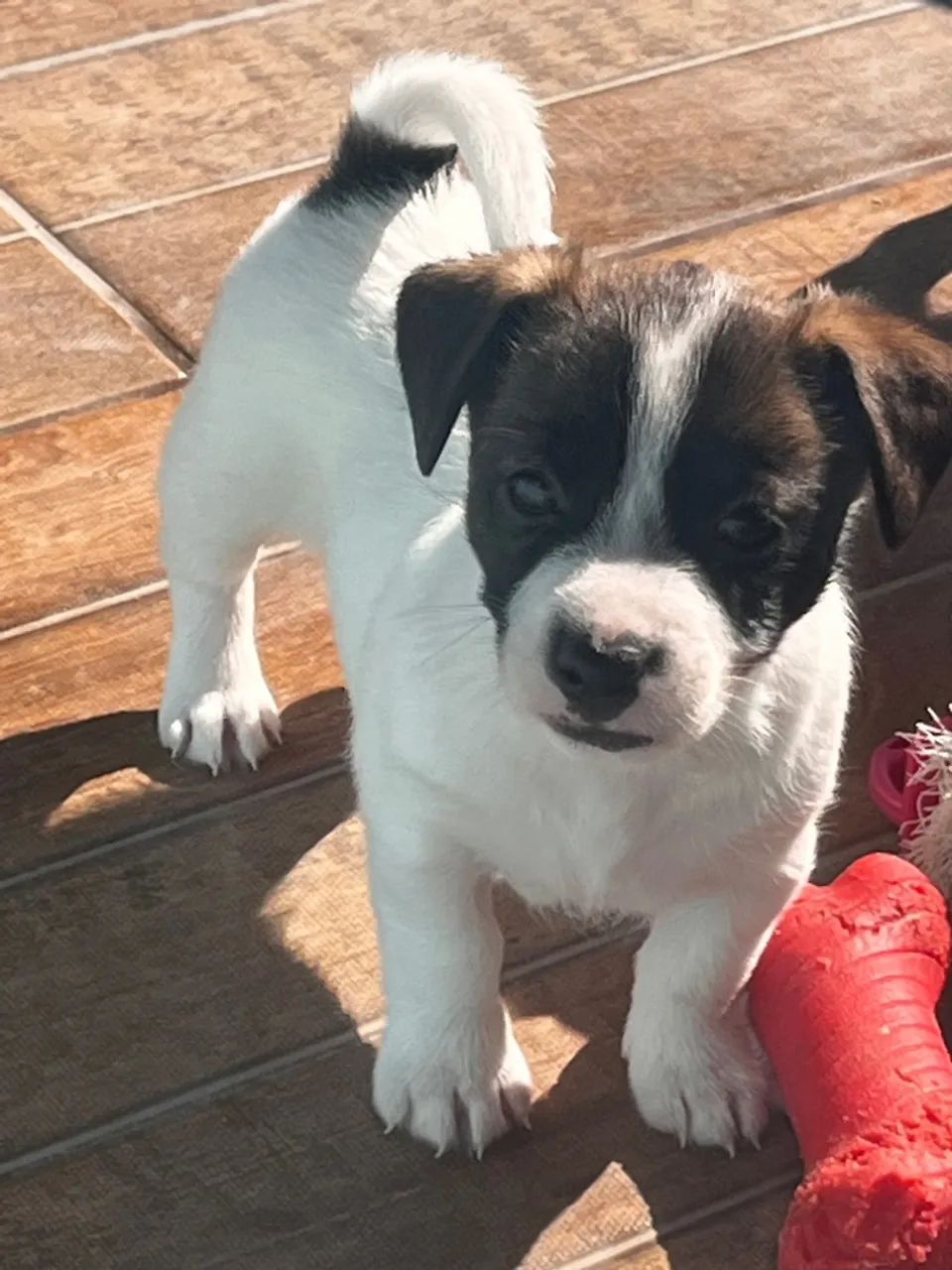 Filhotes Jack Russell Terrier Machos - Foto 4