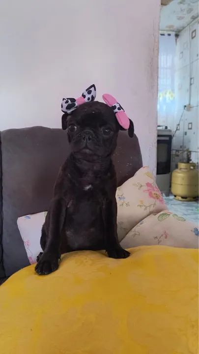 Pug - Foto 2
