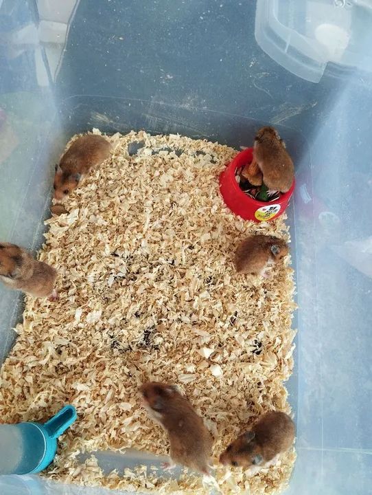 Filhotes de hamster sírio