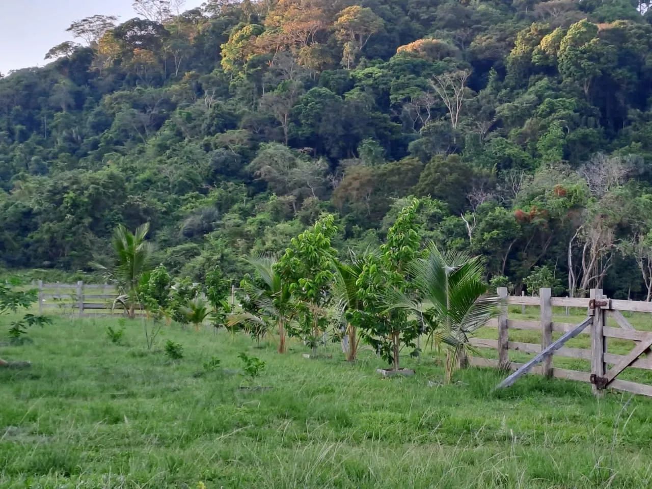 Fazenda para venda tem 3.000 Hectares, com búfalos, gado e trator em Santarém.PA - Foto 3