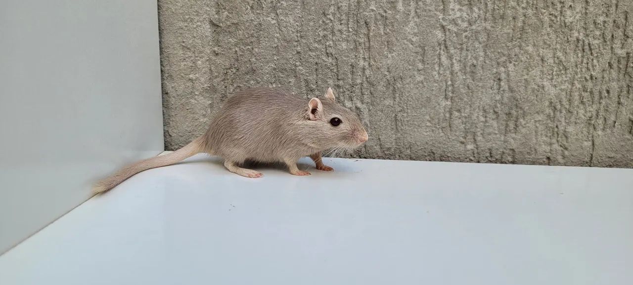 Doação responsável dupla de Gerbil - LEIA a DESCRIÇÃO  - Foto 2