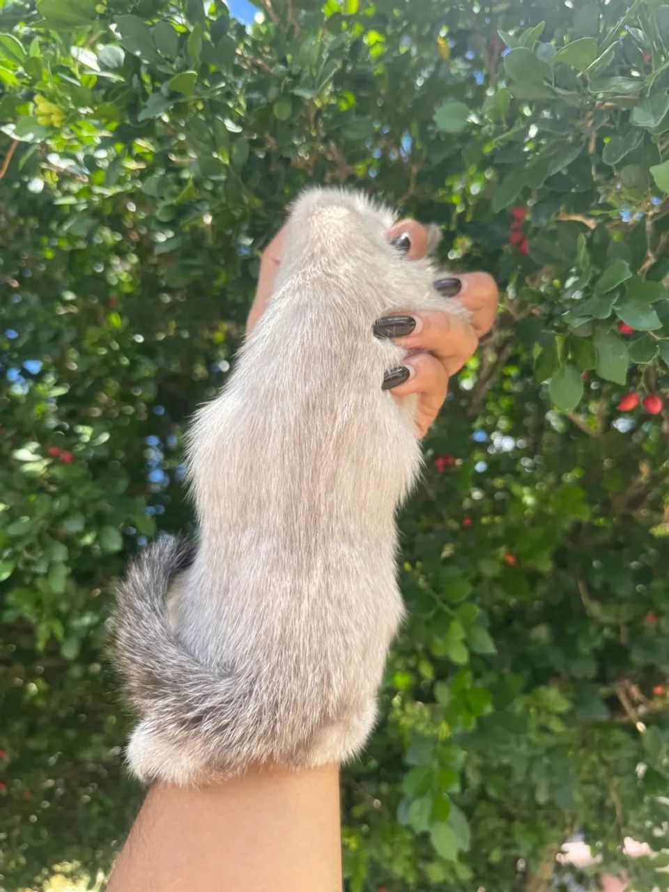 Adoção gatas filhote  - Foto 4