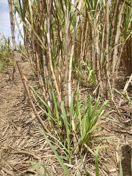 Cana-De- Açúcar  - Foto 2