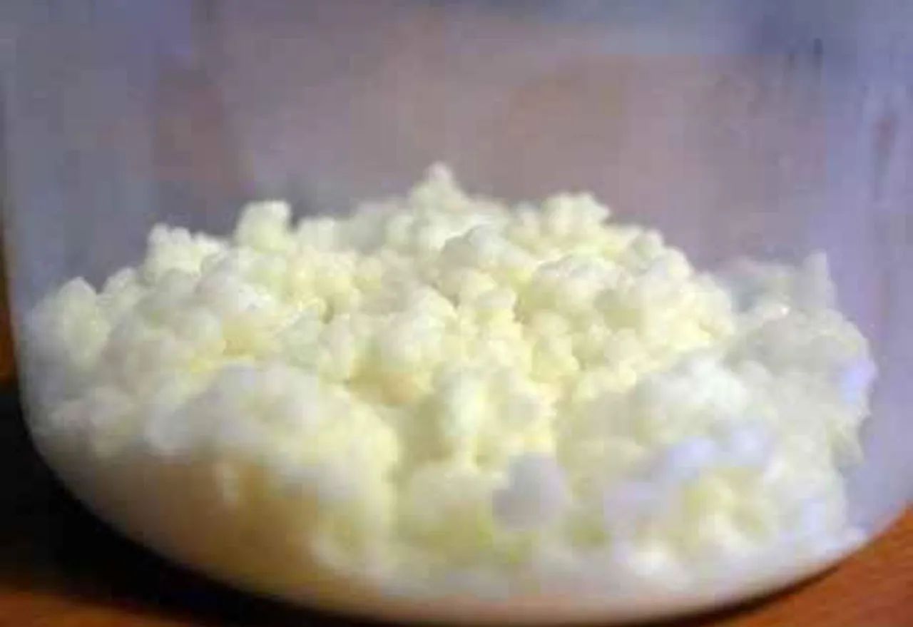 Kefir: O Probiótico Milagroso - Foto 3