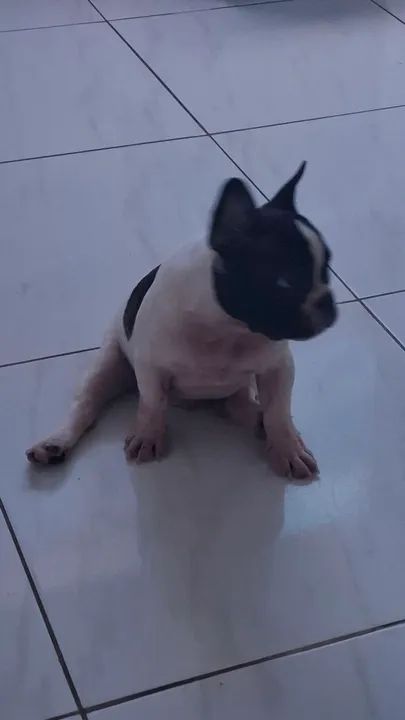 Vendo filhote buldogue francês 