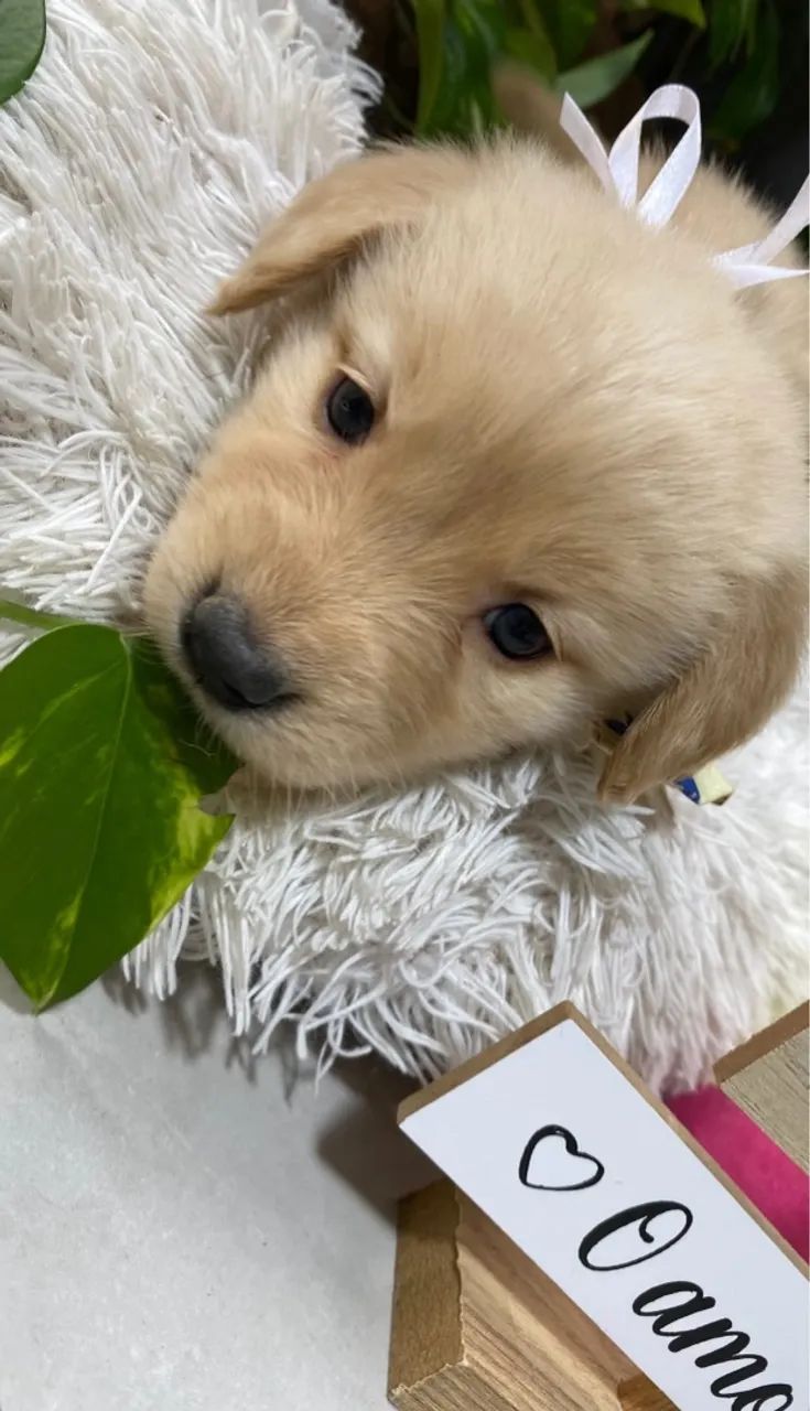 Fêmea de Golden Retriever  - Foto 6